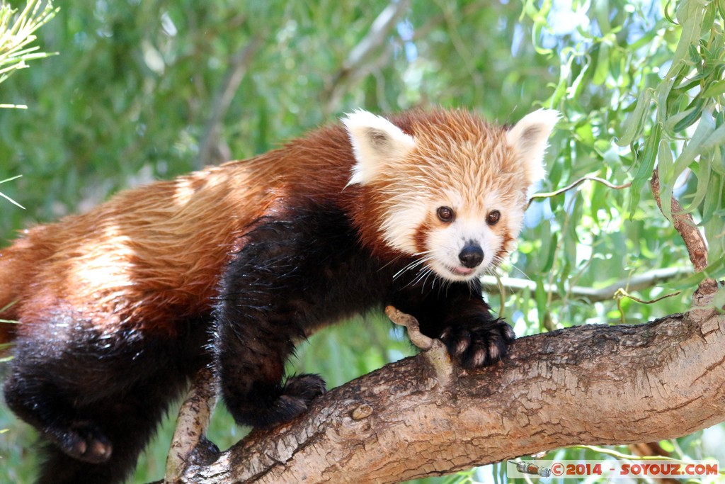 Canberra Zoo - Red panda (Firefox)
Mots-clés: AUS Australian Capital Territory Australie Curtin geo:lat=-35.30070557 geo:lon=149.06942157 geotagged animals panda roux
