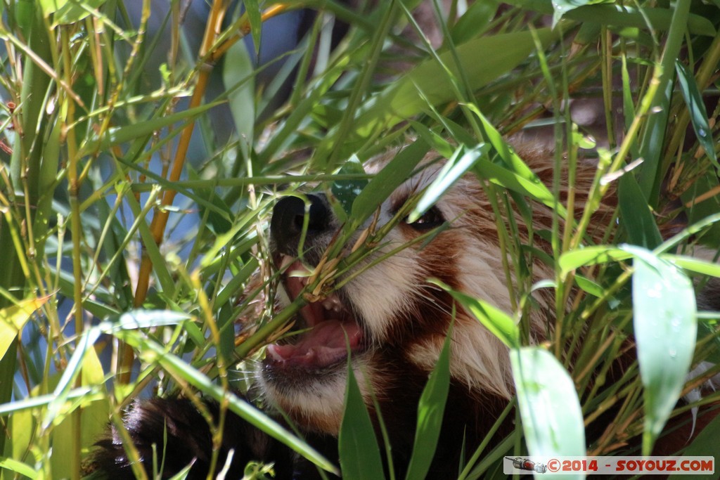 Canberra Zoo - Red panda (Firefox)
Mots-clés: AUS Australian Capital Territory Australie Curtin geo:lat=-35.30071133 geo:lon=149.06940253 geotagged animals panda roux