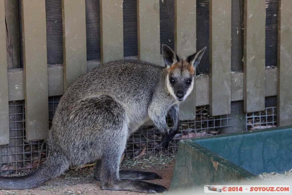 Canberra Zoo - Wallaby
Mots-clés: AUS Australian Capital Territory Australie Curtin geo:lat=-35.30080150 geo:lon=149.06861950 geotagged animals Wallaby animals Australia