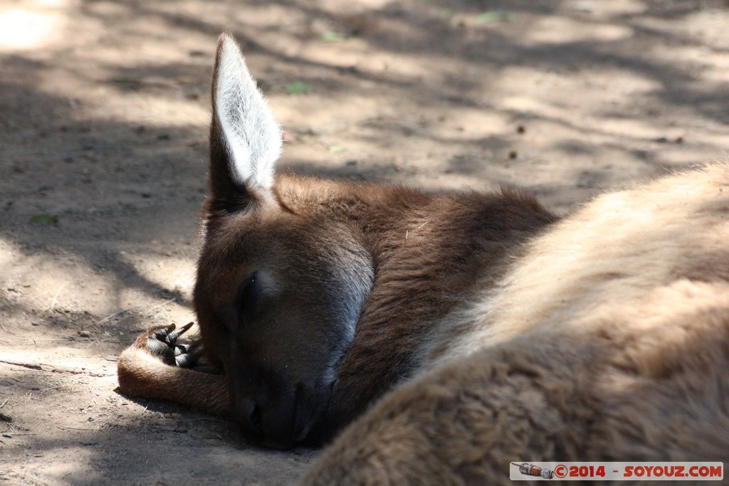 Canberra Zoo - Wallaby
Mots-clés: AUS Australian Capital Territory Australie Curtin geo:lat=-35.30082191 geo:lon=149.06873791 geotagged animals Wallaby animals Australia