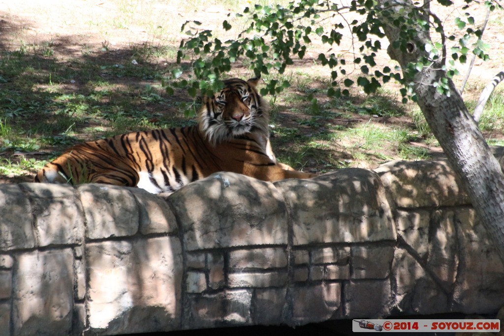 Canberra Zoo - Tiger
Mots-clés: AUS Australian Capital Territory Australie Curtin geo:lat=-35.30008142 geo:lon=149.06894537 geotagged animals Tigre