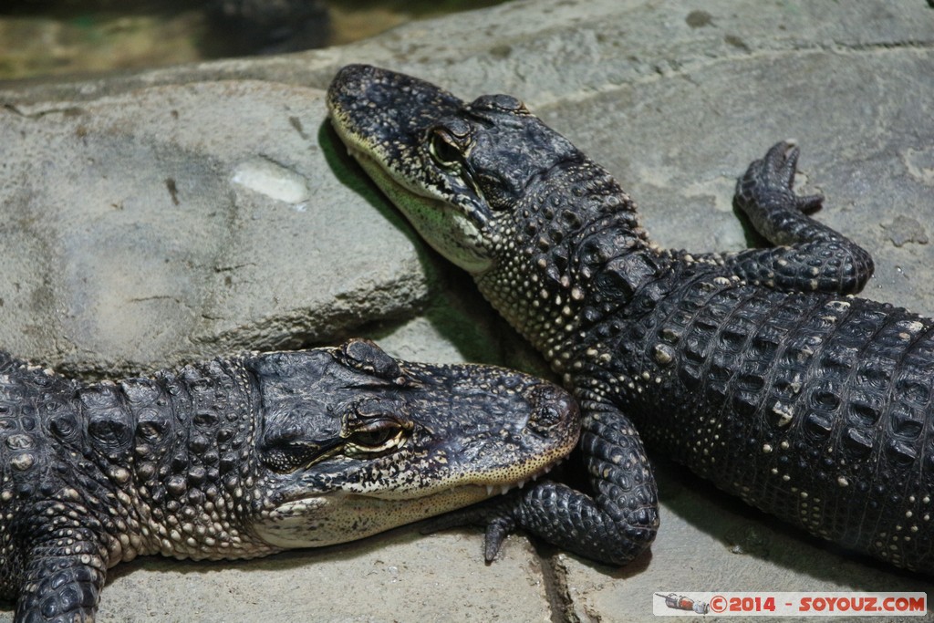 Canberra Zoo - Crocodile
Mots-clés: AUS Australian Capital Territory Australie Curtin geo:lat=-35.29944151 geo:lon=149.07000985 geotagged animals crocodile