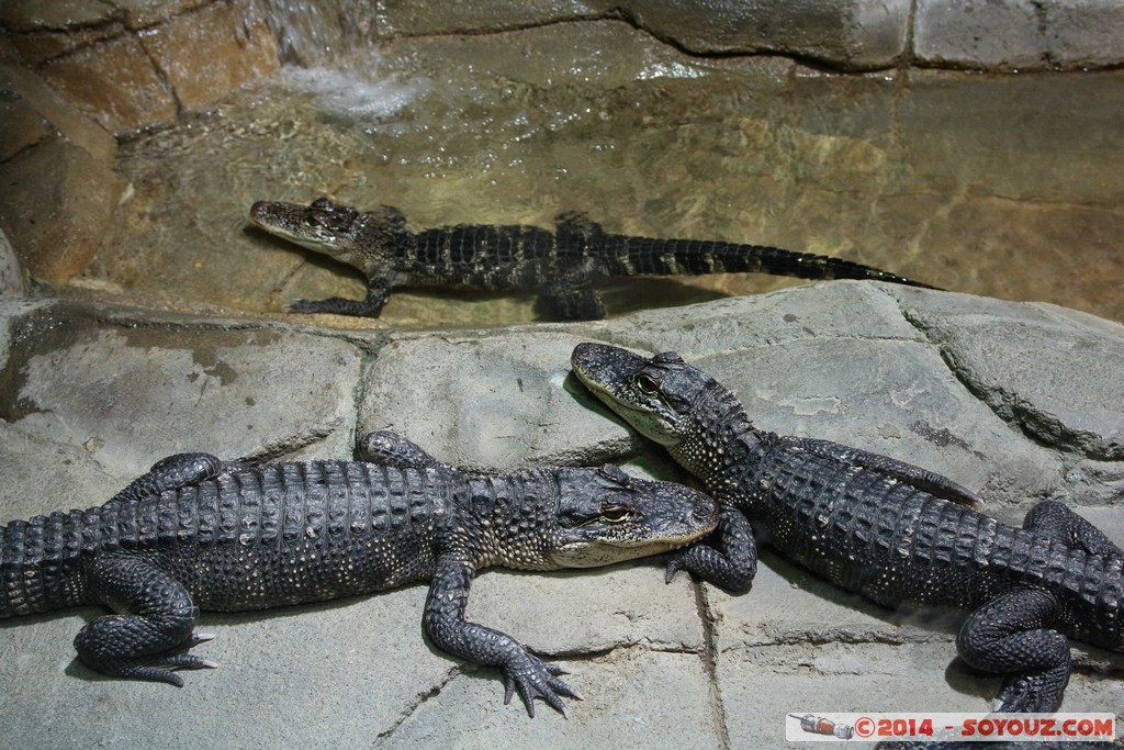 Canberra Zoo - Crocodile
Mots-clés: AUS Australian Capital Territory Australie Curtin geo:lat=-35.29943641 geo:lon=149.07000352 geotagged animals crocodile