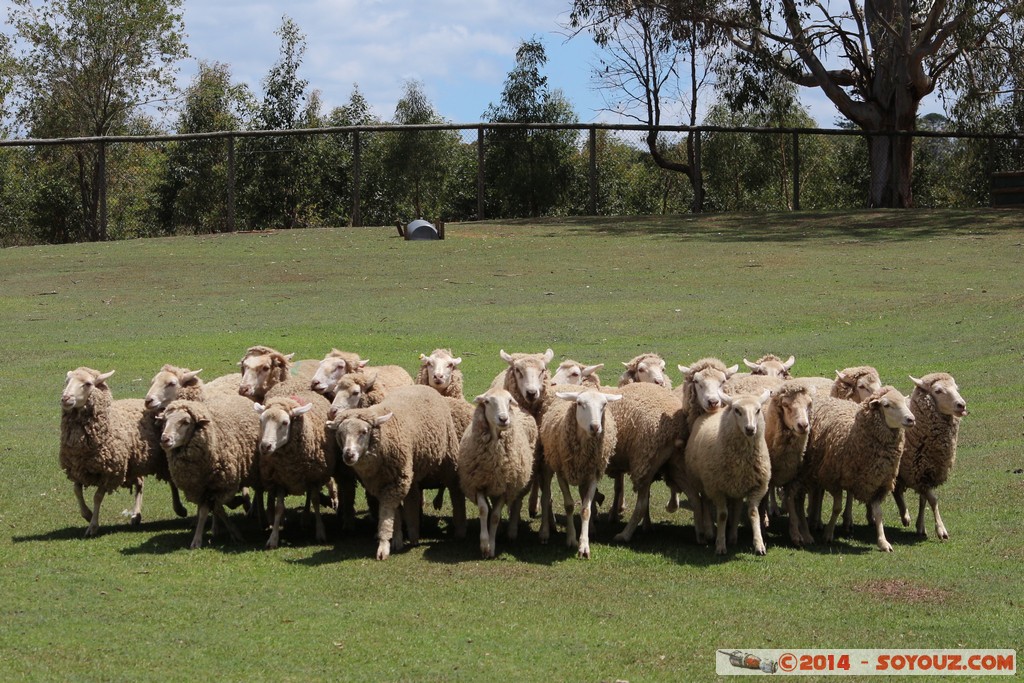 Brisbane - Flock of Sheep
Mots-clés: AUS Australie Fig Tree Pocket geo:lat=-27.53607805 geo:lon=152.96951830 geotagged Queensland brisbane Lone Pine Sanctuary animals Mouton