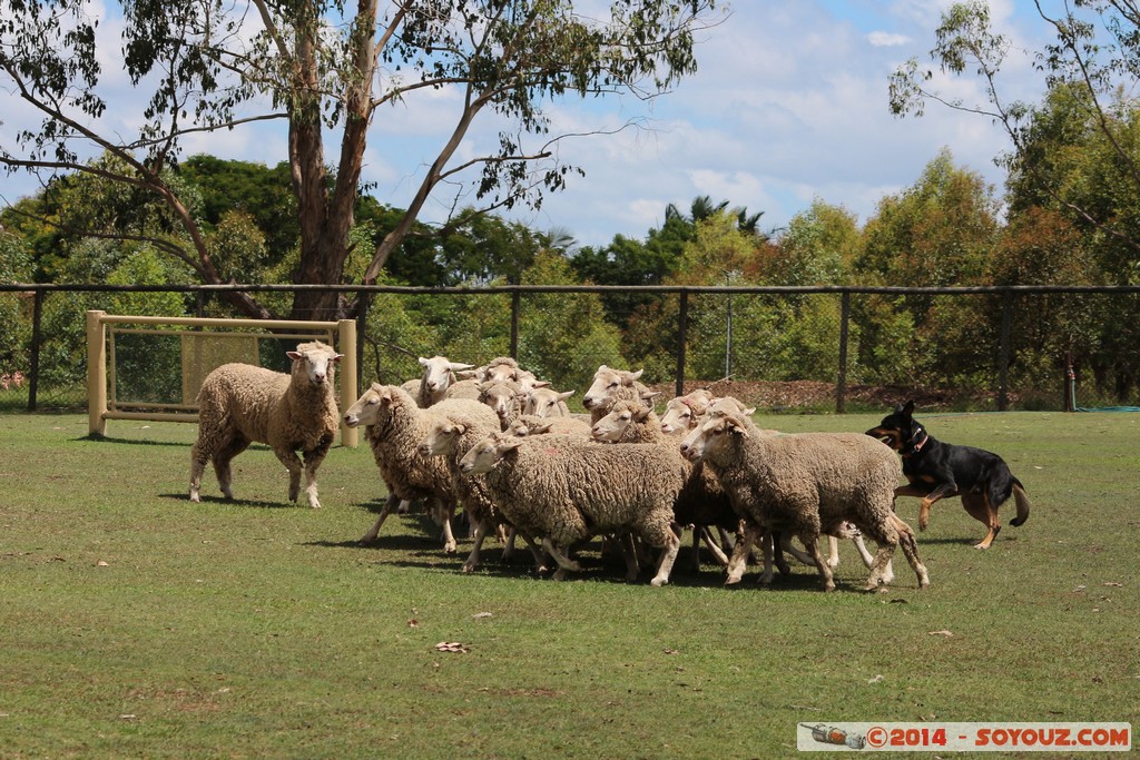 Brisbane - Flock of Sheep
Mots-clés: AUS Australie Fig Tree Pocket geo:lat=-27.53607805 geo:lon=152.96951830 geotagged Queensland brisbane Lone Pine Sanctuary animals Mouton chien