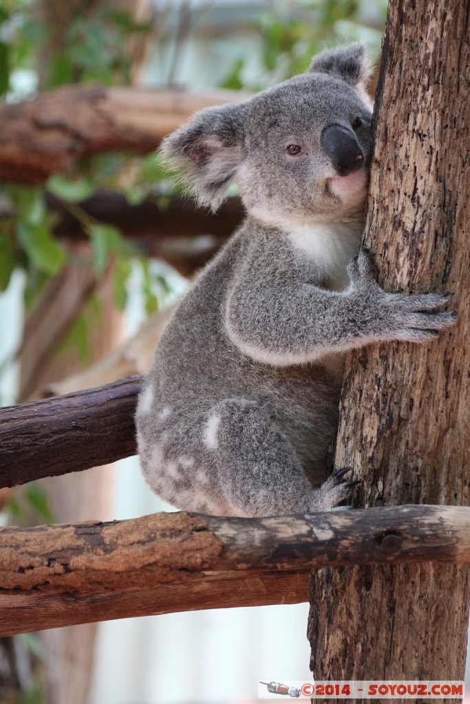 Brisbane - Koala
Mots-clés: AUS Australie Fig Tree Pocket geo:lat=-27.53442270 geo:lon=152.96850979 geotagged Queensland brisbane Lone Pine Sanctuary animals Australia koala animals