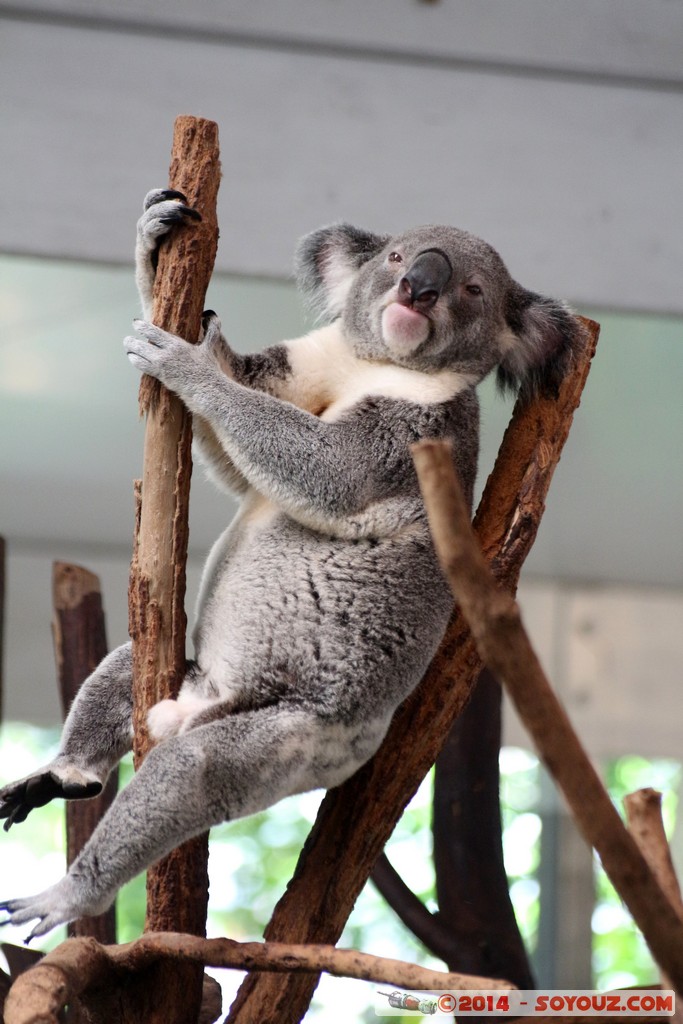 Brisbane - Koala
Mots-clés: AUS Australie Fig Tree Pocket geo:lat=-27.53406118 geo:lon=152.96772122 geotagged Queensland brisbane Lone Pine Sanctuary animals Australia koala animals