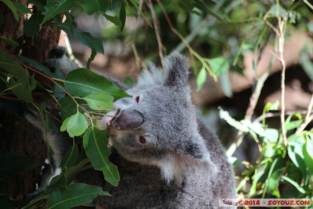 Brisbane - Koala
Mots-clés: AUS Australie Fig Tree Pocket geo:lat=-27.53410161 geo:lon=152.96829253 geotagged Queensland brisbane Lone Pine Sanctuary animals Australia koala animals