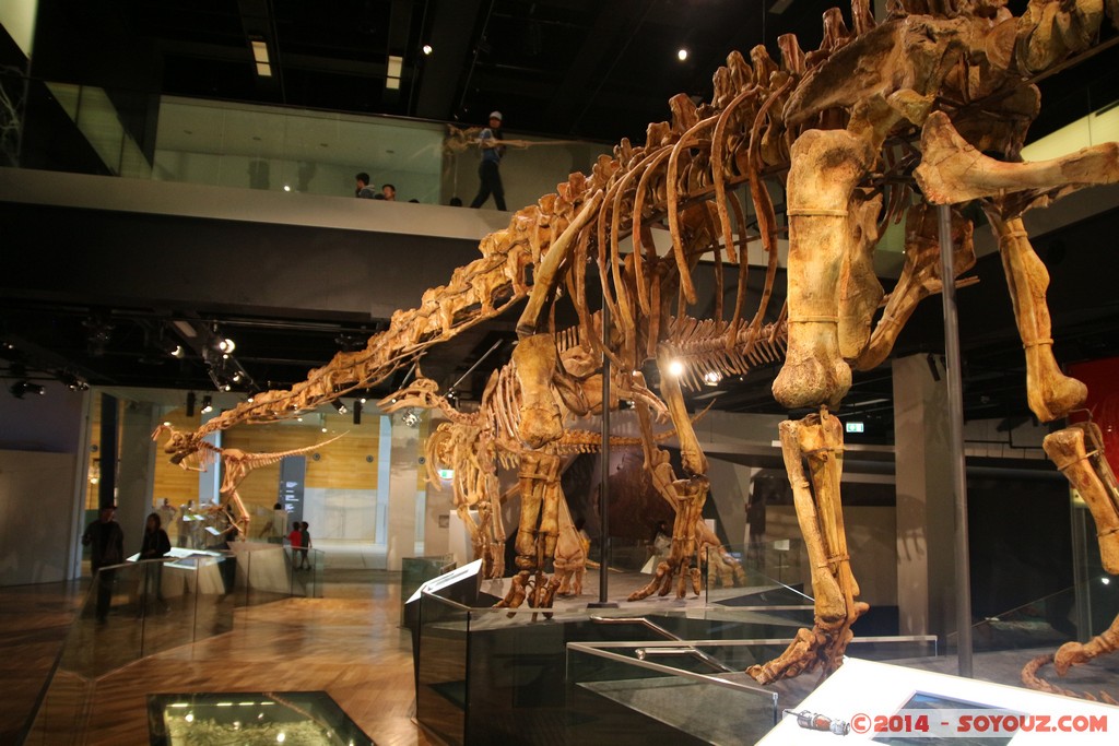 Melbourne Museum - Dinosaur skeleton
Mots-clés: AUS Australie Carlton geo:lat=-37.80325266 geo:lon=144.97119784 geotagged Victoria Melbourne Museum Dinosaure
