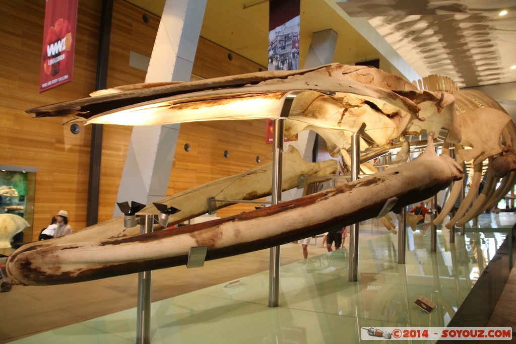 Melbourne Museum - Whale skeleton
Mots-clés: AUS Australie Carlton geo:lat=-37.80345187 geo:lon=144.97117639 geotagged Victoria Melbourne Museum Baleine