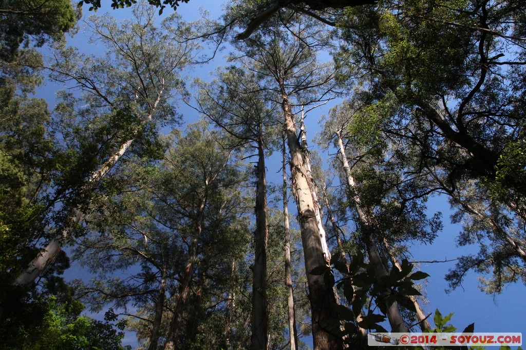 Dandenong - Kallista forest
Mots-clés: AUS Australie geo:lat=-37.87438717 geo:lon=145.36462783 geotagged Kallista Victoria Arbres