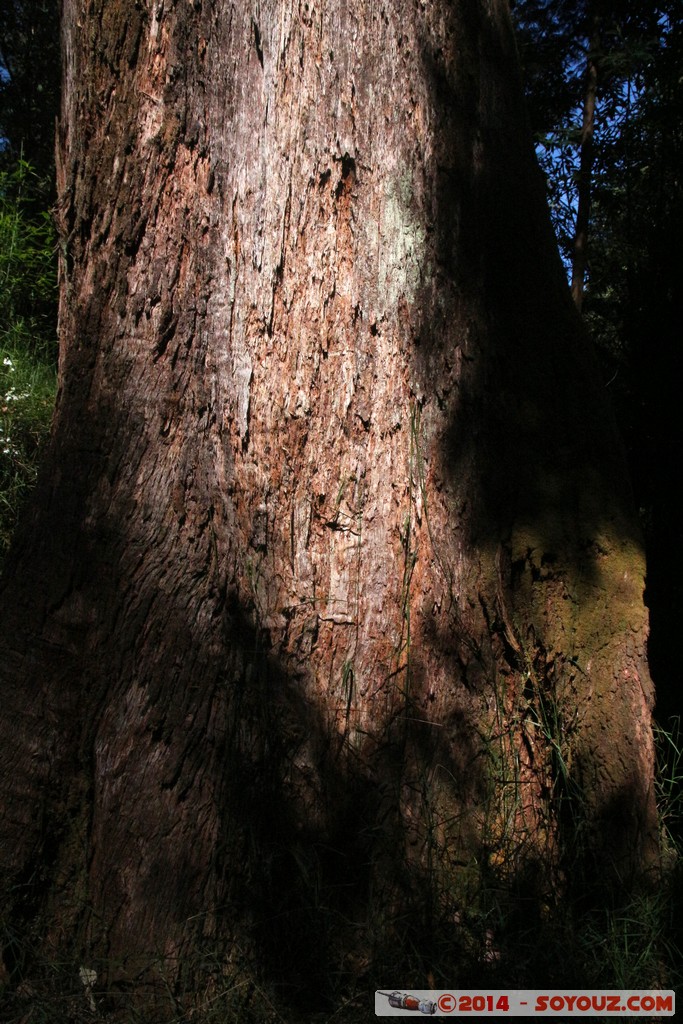 Dandenong - Kallista forest
Mots-clés: AUS Australie geo:lat=-37.87552500 geo:lon=145.36840940 geotagged Kallista Victoria Arbres
