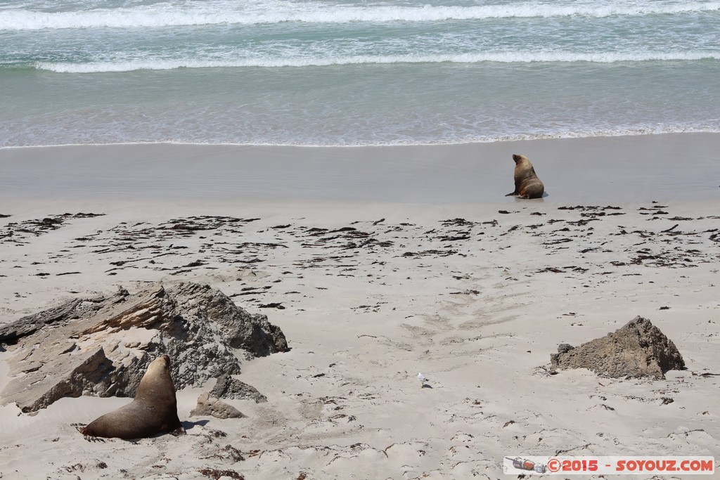 Kangaroo Island - Seal Bay - Seals
Mots-clés: AUS Australie geo:lat=-35.99453244 geo:lon=137.31921944 geotagged Seddon South Australia Kangaroo Island Seal Bay animals Phoques