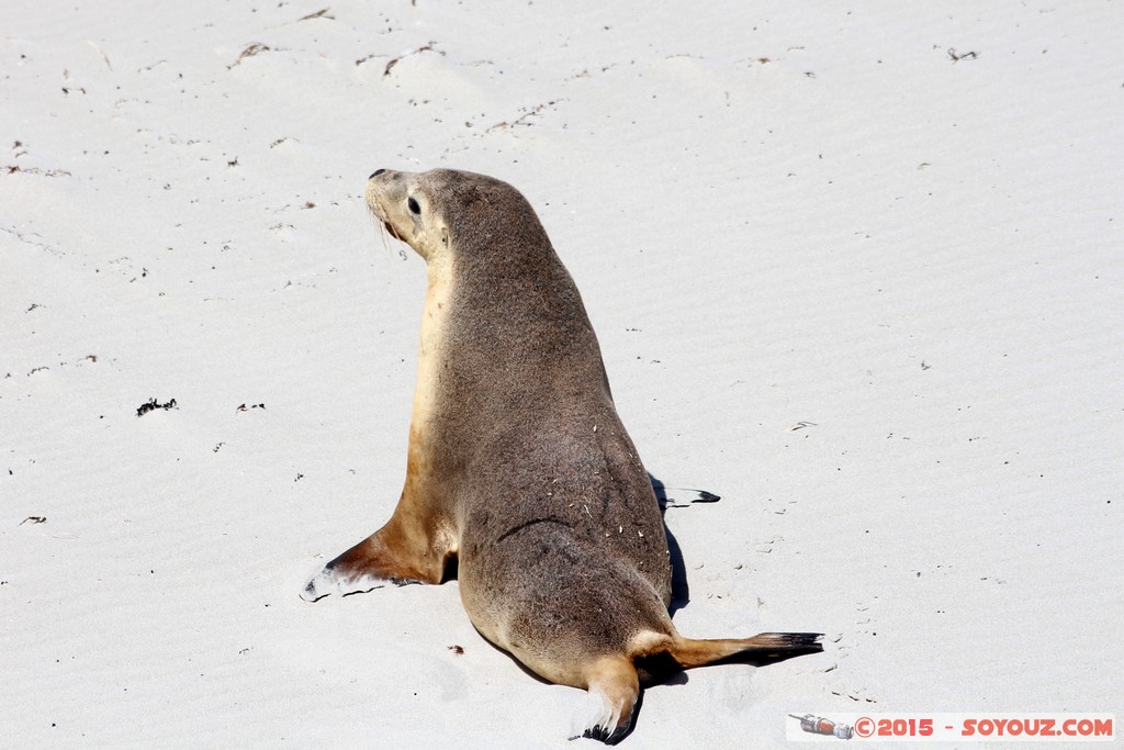 Kangaroo Island - Seal Bay - Seals
Mots-clés: AUS Australie geo:lat=-35.99453038 geo:lon=137.31916328 geotagged Seddon South Australia Kangaroo Island Seal Bay animals Phoques