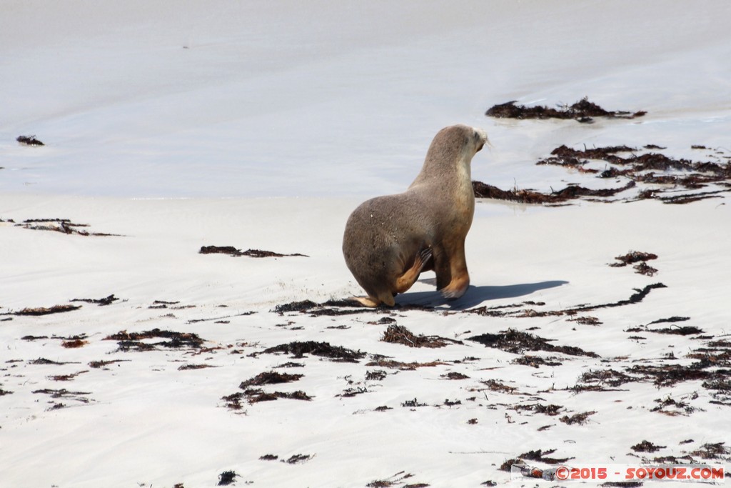 Kangaroo Island - Seal Bay - Seals
Mots-clés: AUS Australie geo:lat=-35.99452349 geo:lon=137.31891869 geotagged Seddon South Australia Kangaroo Island Seal Bay animals Phoques