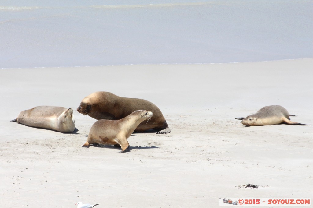 Kangaroo Island - Seal Bay - Seals
Mots-clés: AUS Australie geo:lat=-35.99429940 geo:lon=137.31723929 geotagged Seddon South Australia Kangaroo Island Seal Bay animals Phoques