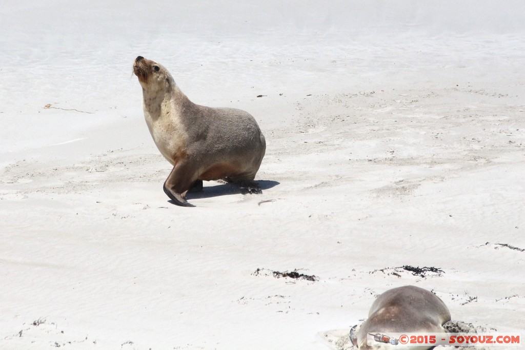 Kangaroo Island - Seal Bay - Seals
Mots-clés: AUS Australie geo:lat=-35.99429920 geo:lon=137.31723923 geotagged Seddon South Australia Kangaroo Island Seal Bay animals Phoques