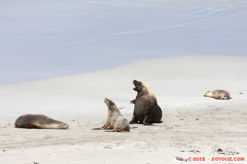 Kangaroo Island - Seal Bay - Seals
Mots-clés: AUS Australie geo:lat=-35.99428985 geo:lon=137.31723619 geotagged Seddon South Australia Kangaroo Island Seal Bay animals Phoques