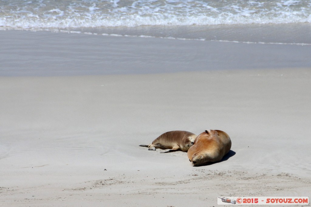 Kangaroo Island - Seal Bay - Seals
Mots-clés: AUS Australie geo:lat=-35.99428845 geo:lon=137.31723574 geotagged Seddon South Australia Kangaroo Island Seal Bay animals Phoques