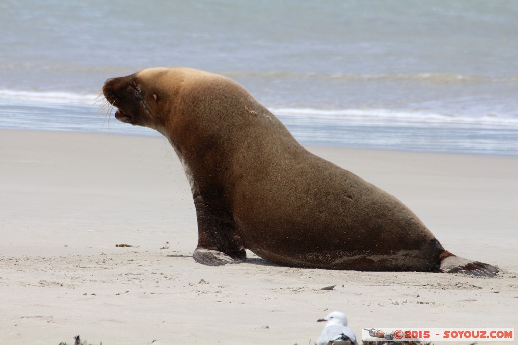Kangaroo Island - Seal Bay - Seals
Mots-clés: AUS Australie geo:lat=-35.99465477 geo:lon=137.31659848 geotagged Seddon South Australia Kangaroo Island Seal Bay animals Phoques