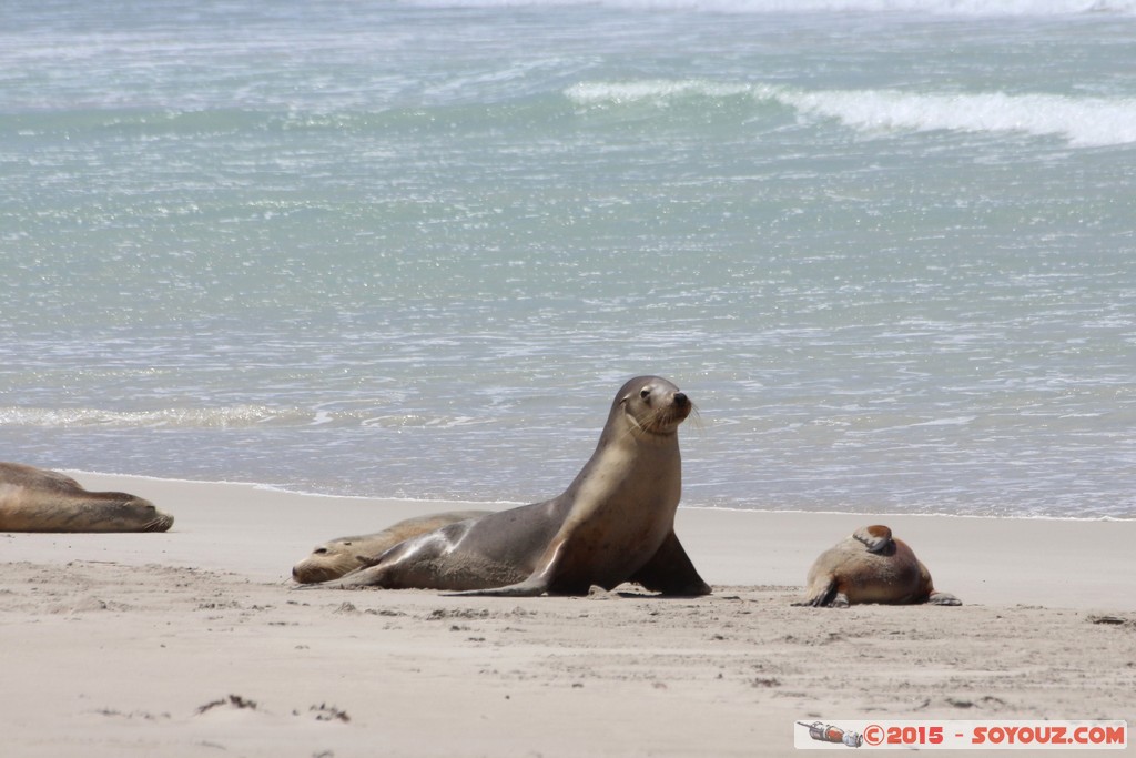 Kangaroo Island - Seal Bay - Seals
Mots-clés: AUS Australie geo:lat=-35.99465709 geo:lon=137.31660041 geotagged Seddon South Australia Kangaroo Island Seal Bay animals Phoques