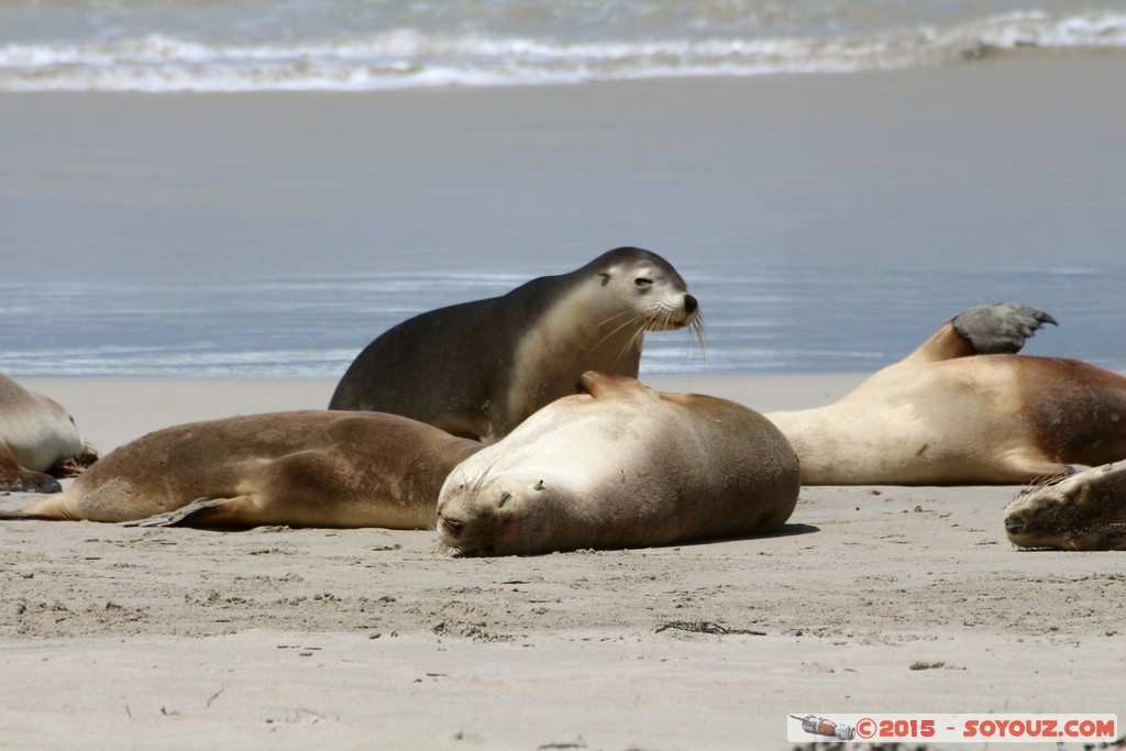 Kangaroo Island - Seal Bay - Seals
Mots-clés: AUS Australie geo:lat=-35.99466459 geo:lon=137.31660666 geotagged Seddon South Australia Kangaroo Island Seal Bay animals Phoques