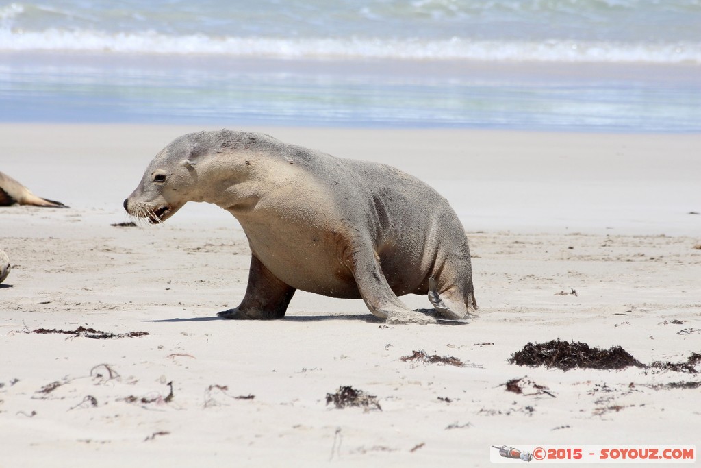 Kangaroo Island - Seal Bay - Seals
Mots-clés: AUS Australie geo:lat=-35.99468150 geo:lon=137.31662075 geotagged Seddon South Australia Kangaroo Island Seal Bay animals Phoques