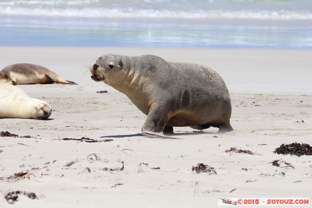 Kangaroo Island - Seal Bay - Seals
Mots-clés: AUS Australie geo:lat=-35.99468164 geo:lon=137.31662086 geotagged Seddon South Australia Kangaroo Island Seal Bay animals Phoques
