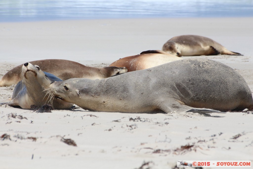 Kangaroo Island - Seal Bay - Seals
Mots-clés: AUS Australie geo:lat=-35.99468191 geo:lon=137.31662109 geotagged Seddon South Australia Kangaroo Island Seal Bay animals Phoques
