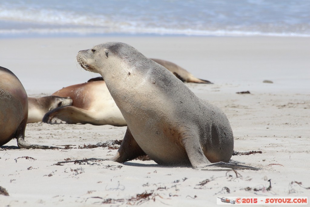 Kangaroo Island - Seal Bay - Seals
Mots-clés: AUS Australie geo:lat=-35.99468300 geo:lon=137.31662200 geotagged Seddon South Australia Kangaroo Island Seal Bay animals Phoques