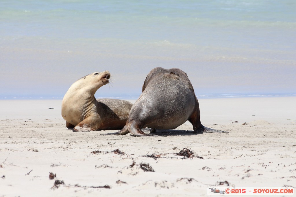 Kangaroo Island - Seal Bay - Seals
Mots-clés: AUS Australie geo:lat=-35.99468140 geo:lon=137.31661960 geotagged Seddon South Australia Kangaroo Island Seal Bay animals Phoques