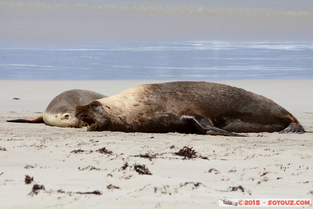 Kangaroo Island - Seal Bay - Seals
Mots-clés: AUS Australie geo:lat=-35.99466980 geo:lon=137.31660220 geotagged Seddon South Australia Kangaroo Island Seal Bay animals Phoques
