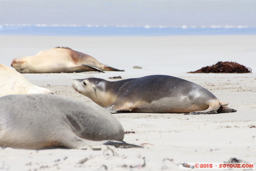 Kangaroo Island - Seal Bay - Seals
Mots-clés: AUS Australie geo:lat=-35.99466560 geo:lon=137.31659590 geotagged Seddon South Australia Kangaroo Island Seal Bay animals Phoques