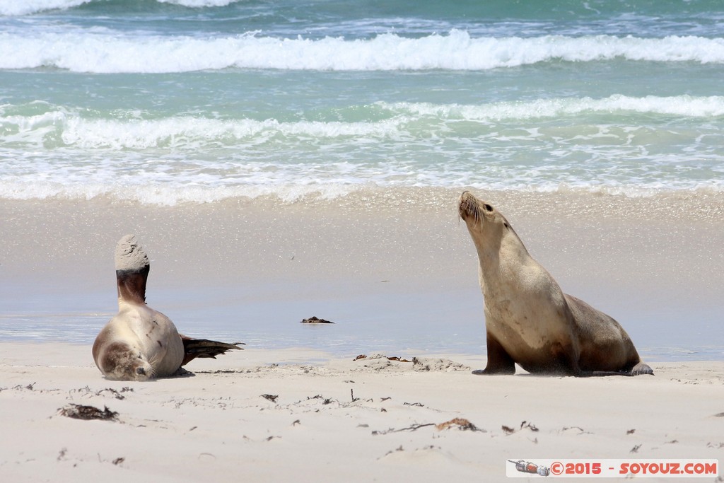 Kangaroo Island - Seal Bay - Seals
Mots-clés: AUS Australie geo:lat=-35.99466220 geo:lon=137.31659080 geotagged Seddon South Australia Kangaroo Island Seal Bay animals Phoques