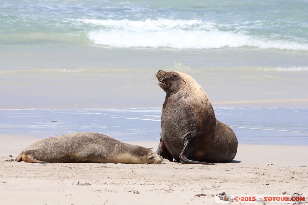 Kangaroo Island - Seal Bay - Seals
Mots-clés: AUS Australie geo:lat=-35.99454800 geo:lon=137.31647367 geotagged Seddon South Australia Kangaroo Island Seal Bay animals Phoques