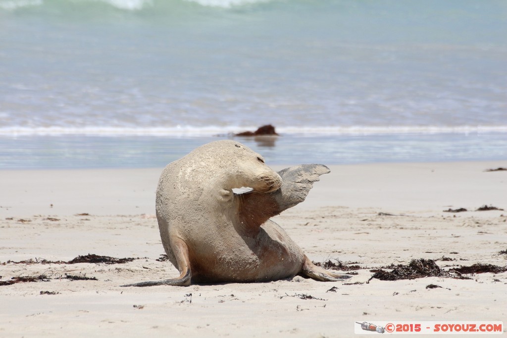 Kangaroo Island - Seal Bay - Seals
Mots-clés: AUS Australie geo:lat=-35.99449700 geo:lon=137.31673700 geotagged Seddon South Australia Kangaroo Island Seal Bay animals Phoques