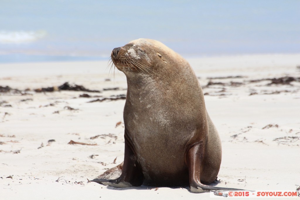 Kangaroo Island - Seal Bay - Seals
Mots-clés: AUS Australie geo:lat=-35.99450367 geo:lon=137.31684967 geotagged Seddon South Australia Kangaroo Island Seal Bay animals Phoques