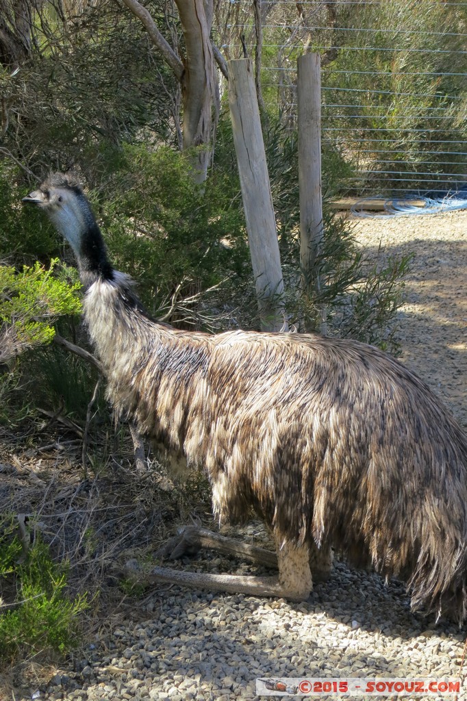 Kangaroo Island - Emu Ridge - Emu
Mots-clés: AUS Australie Emu Ridge geo:lat=-35.78587278 geo:lon=137.55244867 geotagged South Australia Kangaroo Island Emu animals animals Australia oiseau