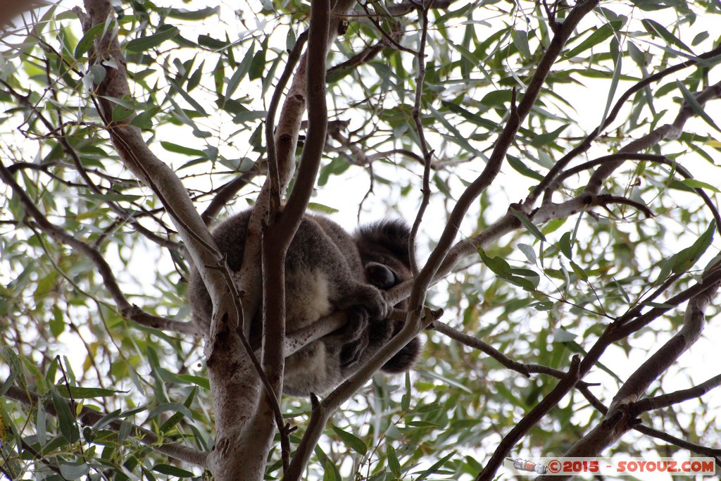 Cleland Conservation Park - Koala
Mots-clés: AUS Australie geo:lat=-34.95163171 geo:lon=138.67893957 geotagged Greenhill South Australia Cleland Conservation Park Parc animals animals Australia koala
