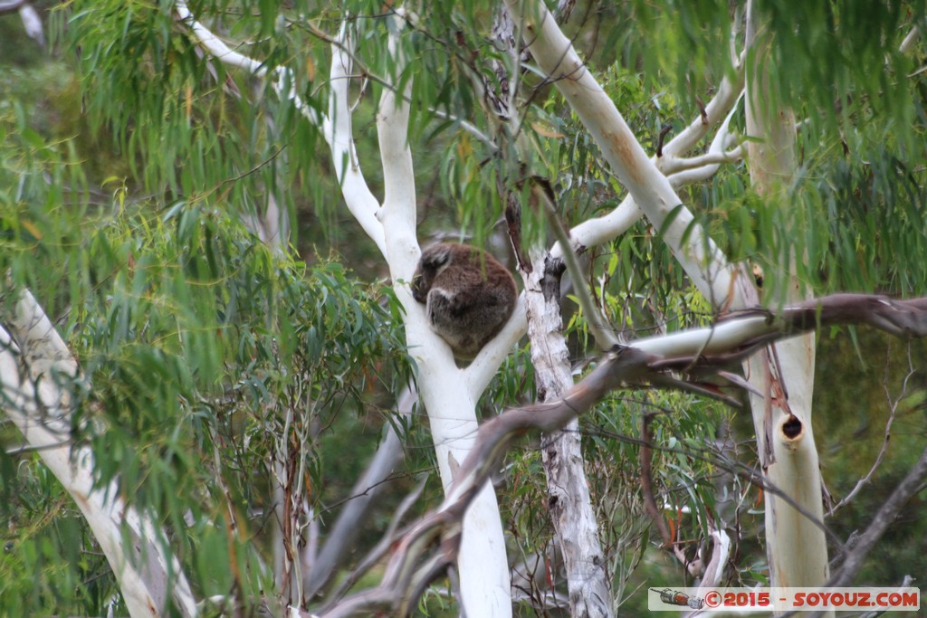 Cleland Conservation Park - Koala
Mots-clés: AUS Australie geo:lat=-34.95601475 geo:lon=138.69261167 geotagged Greenhill South Australia Cleland Conservation Park Parc animals animals Australia koala