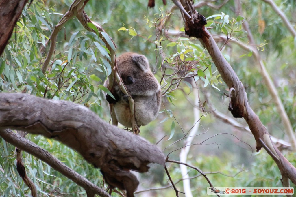 Cleland Conservation Park - Koala
Mots-clés: AUS Australie geo:lat=-34.95686473 geo:lon=138.69378461 geotagged Greenhill South Australia Cleland Conservation Park Parc animals animals Australia koala