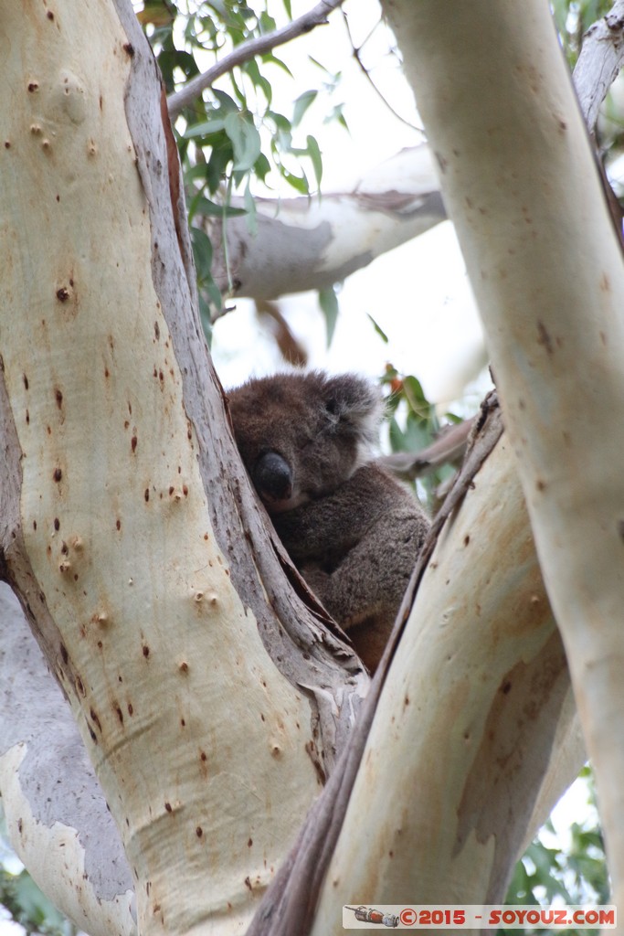Cleland Conservation Park - Koala
Mots-clés: AUS Australie geo:lat=-34.95705840 geo:lon=138.69389280 geotagged Greenhill South Australia Cleland Conservation Park Parc animals animals Australia koala