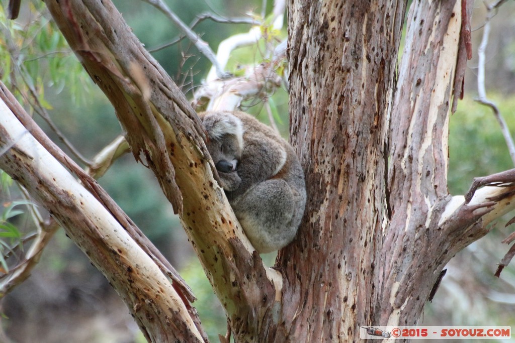 Cleland Conservation Park - Koala
Mots-clés: AUS Australie geo:lat=-34.95772410 geo:lon=138.69448350 geotagged Greenhill South Australia Cleland Conservation Park Parc animals animals Australia koala