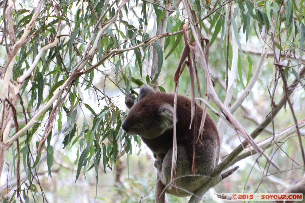 Cleland Conservation Park - Koala
Mots-clés: AUS Australie geo:lat=-34.95874067 geo:lon=138.69803033 geotagged Greenhill South Australia Cleland Conservation Park Parc animals animals Australia koala