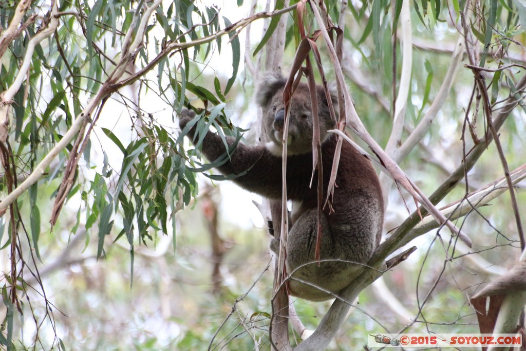 Cleland Conservation Park - Koala
Mots-clés: AUS Australie geo:lat=-34.95872550 geo:lon=138.69815625 geotagged Greenhill South Australia Cleland Conservation Park Parc animals animals Australia koala