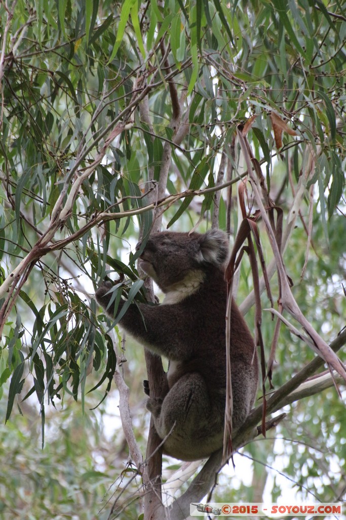 Cleland Conservation Park - Koala
Mots-clés: AUS Australie geo:lat=-34.95885500 geo:lon=138.69814000 geotagged Greenhill South Australia Cleland Conservation Park Parc animals animals Australia koala