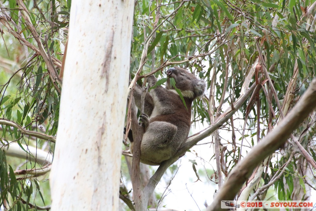 Cleland Conservation Park - Koala
Mots-clés: AUS Australie geo:lat=-34.95885300 geo:lon=138.69816300 geotagged Greenhill South Australia Cleland Conservation Park Parc animals animals Australia koala