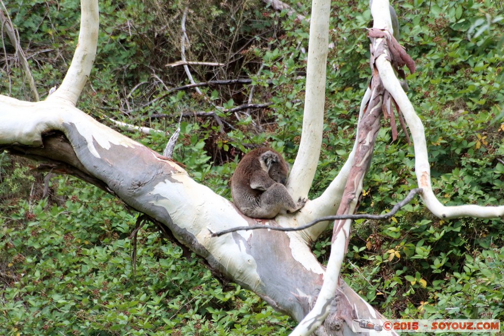 Cleland Conservation Park - Koala
Mots-clés: AUS Australie geo:lat=-34.95975182 geo:lon=138.70033745 geotagged Greenhill South Australia Cleland Conservation Park Parc animals animals Australia koala