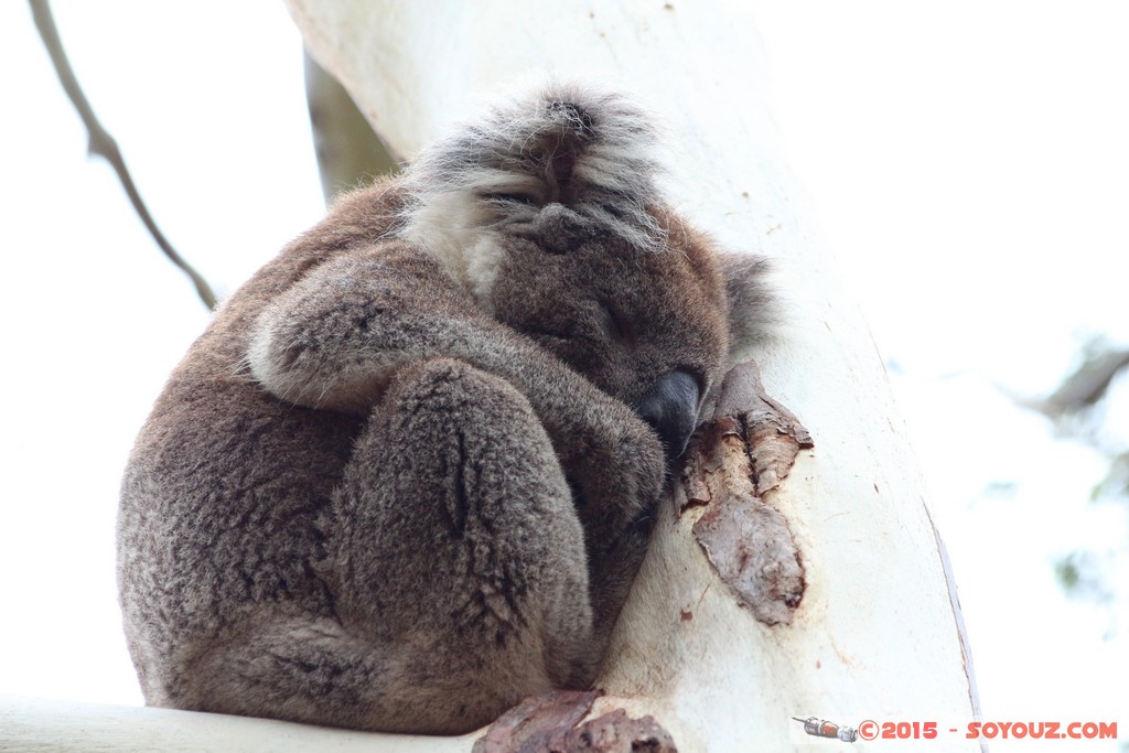 Cleland Conservation Park - Koala
Mots-clés: AUS Australie geo:lat=-34.96237483 geo:lon=138.70025131 geotagged Greenhill South Australia Cleland Conservation Park Parc animals animals Australia koala