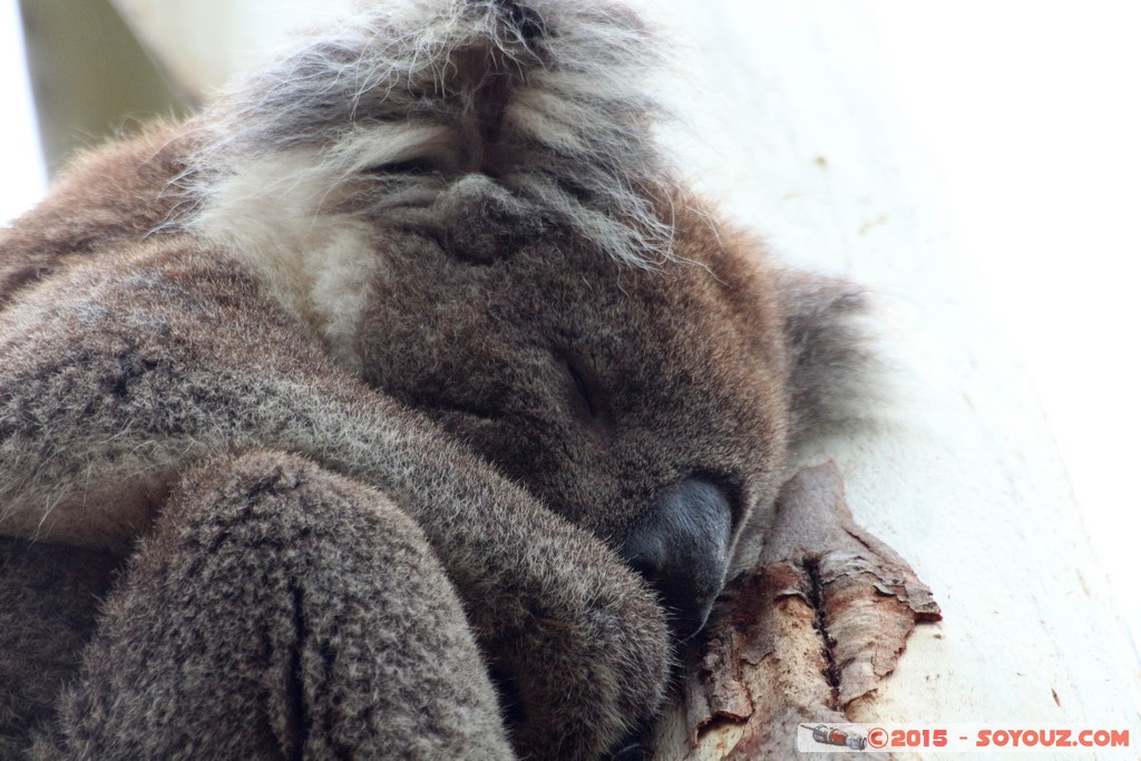 Cleland Conservation Park - Koala
Mots-clés: AUS Australie geo:lat=-34.96237432 geo:lon=138.70024585 geotagged Greenhill South Australia Cleland Conservation Park Parc animals animals Australia koala